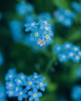 Forget-me-not