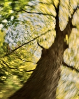 Dancing-trees-I