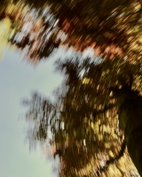 Dancing-trees-II